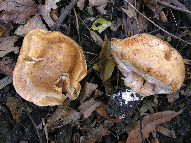 Cortinarius pseudovulpinus?